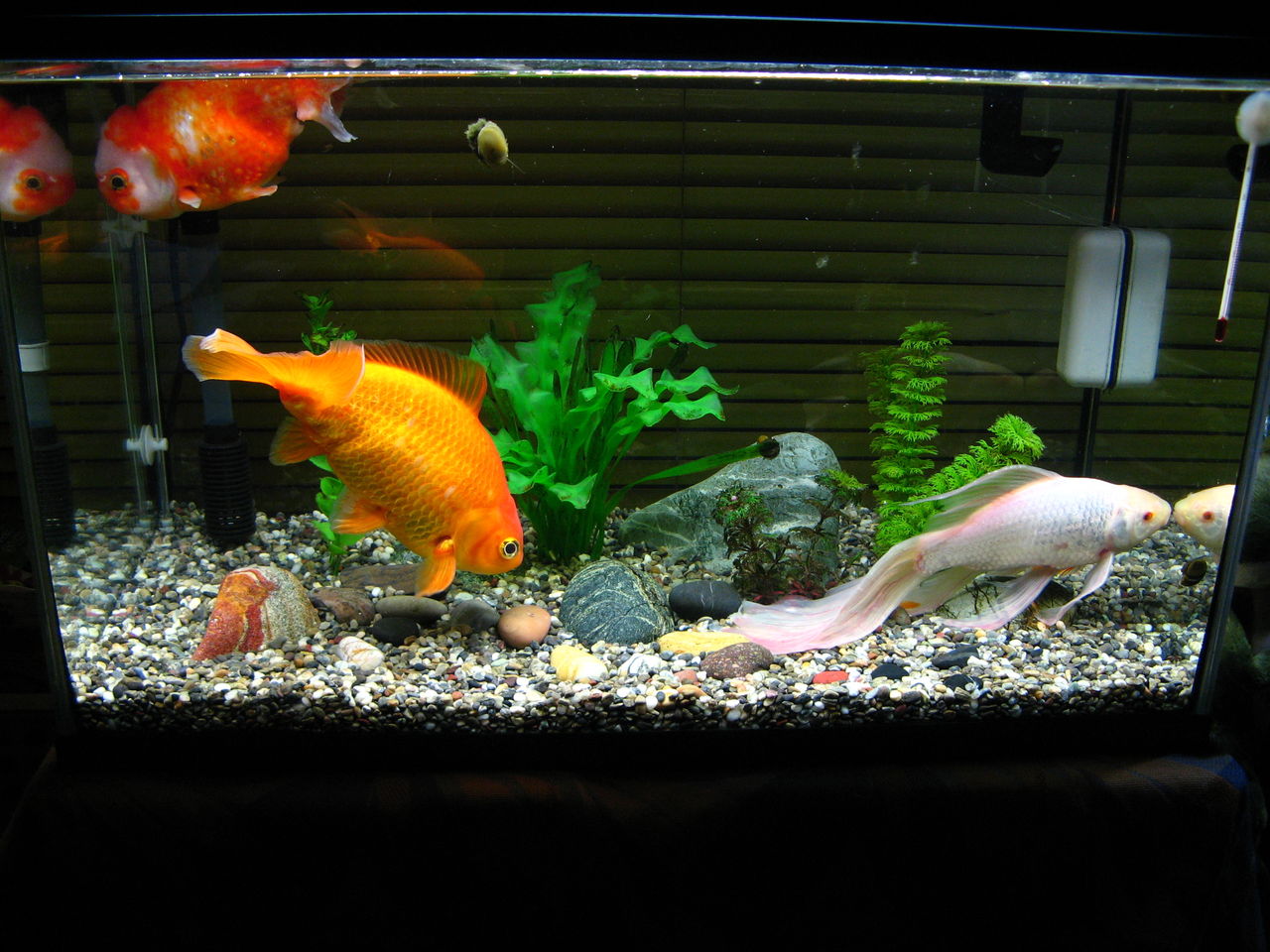 金魚 Goldfish : Sundelight's Blog