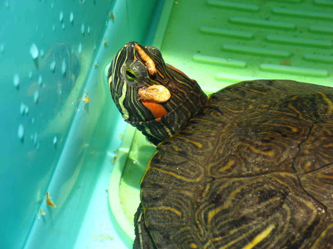 飼い亀に指を噛まれる Sundelight S Blog 飼い亀に指を噛まれる Sundelight S Blog