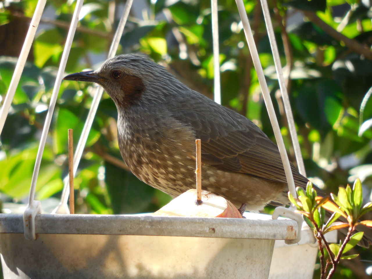 庭の鳥 と猫 Sundelight S Blog