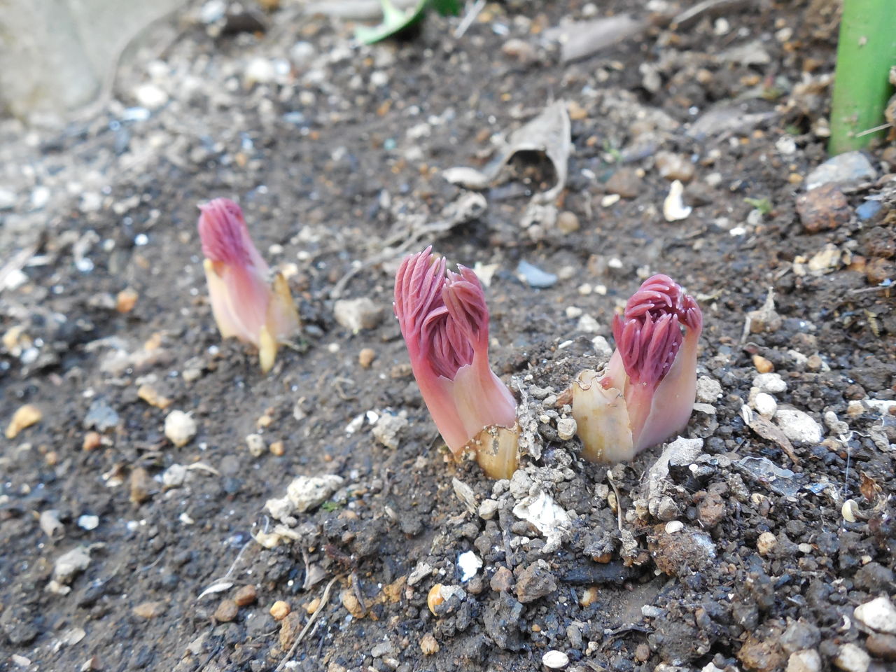 タイツリソウの芽吹き 観察日記 Sundelight S Blog
