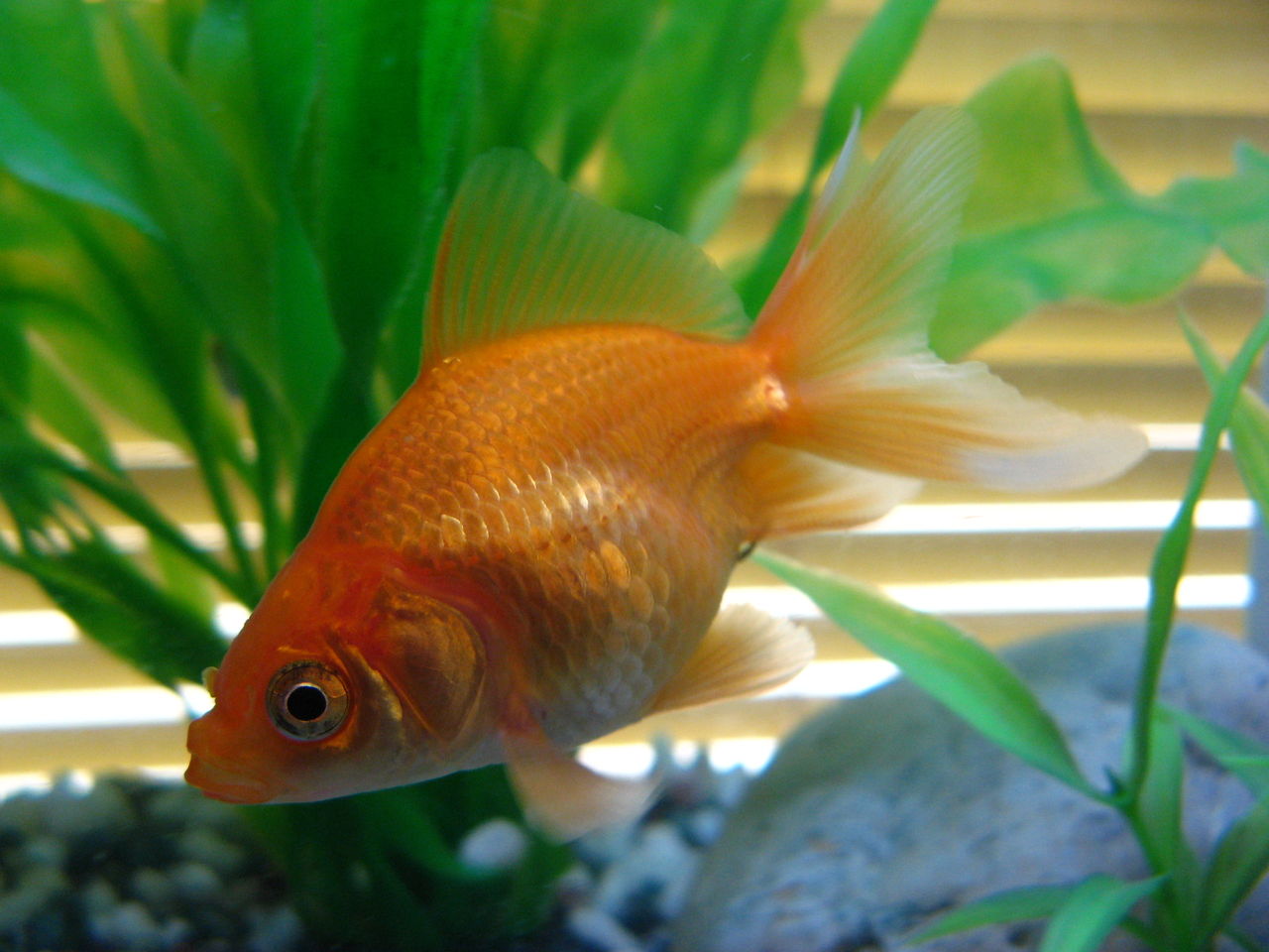 金魚 Goldfish Sundelight S Blog