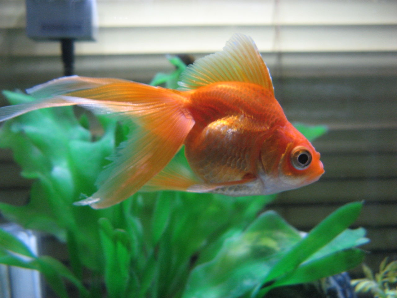 金魚 Goldfish Sundelight S Blog