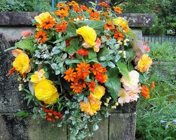 庭づくり見本園 ブルーガーデン秋の植栽 オープンガーデン サン フラワー宮崎 活動報告