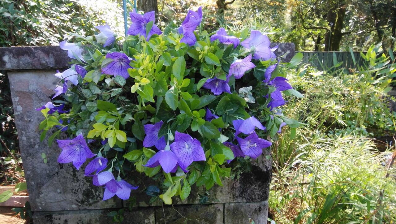 庭づくり見本園 ブルーガーデン秋の植栽 オープンガーデン サン フラワー宮崎 活動報告