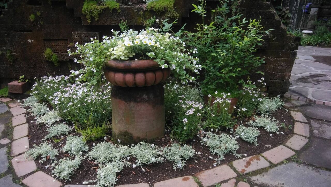 フローランテ宮崎 花づくり見本園 庭 ホワイトガーデンの植替え オープンガーデン サン フラワー宮崎 活動報告 フローランテ宮崎 花づくり見本園 庭 ホワイトガーデンの植替え オープンガーデン サン フラワー宮崎 活動報告