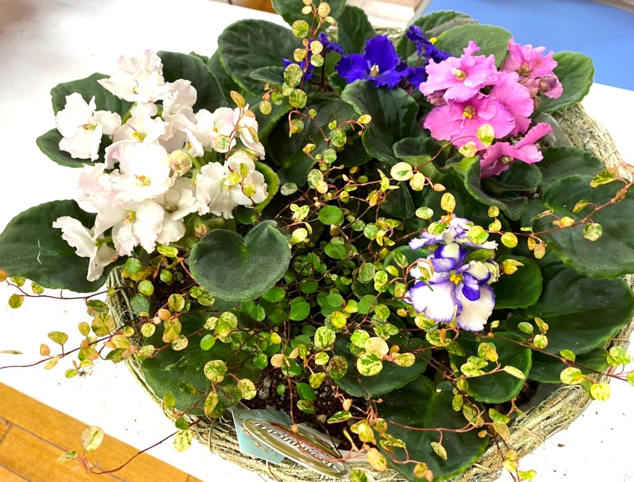 フローランテ講座 セントポーリアの寄せ植え オープンガーデン サン フラワー宮崎 活動報告