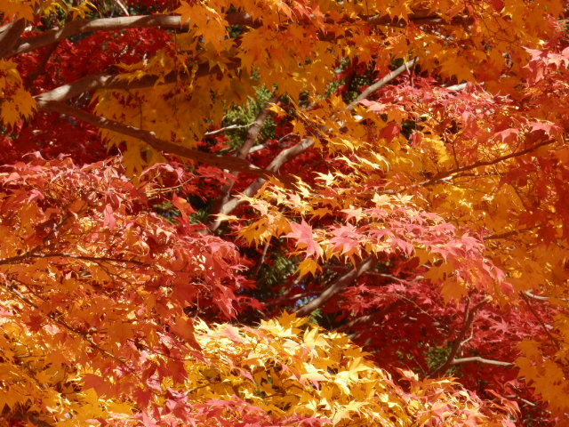 20121125_29