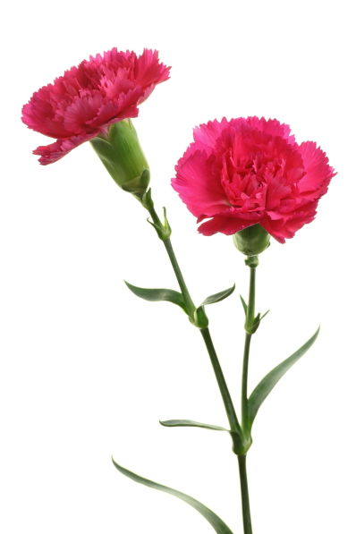 Dianthus_caryophyllus_spray_carnation01