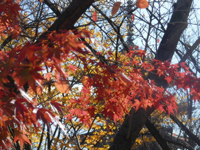 20121125_16