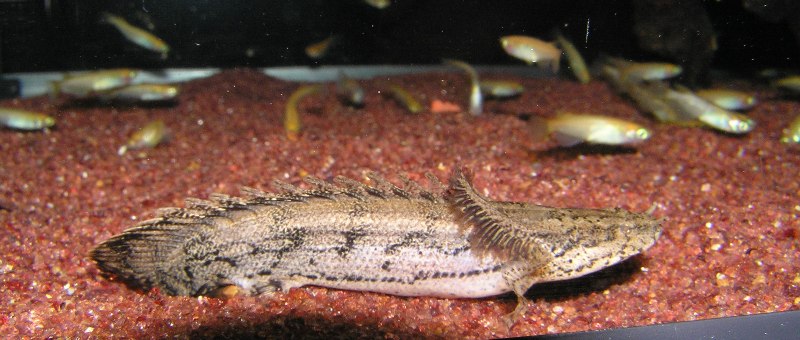 メダカ漬け ａｃｒｏｐｏｌｉｓ Aｑｕａｔｉｃｓ