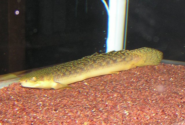 熱帯魚卸売り問屋の話 ａｃｒｏｐｏｌｉｓ Aｑｕａｔｉｃｓ