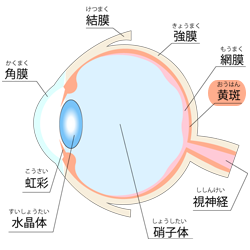 加齢黄斑②