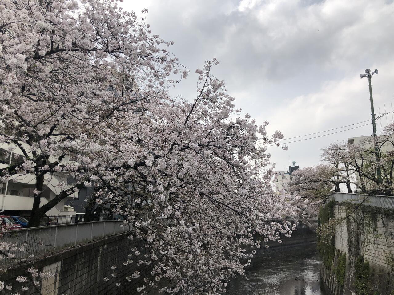 江戸川公園の桜情報 株式会社サンエイチのひとりごとブログ