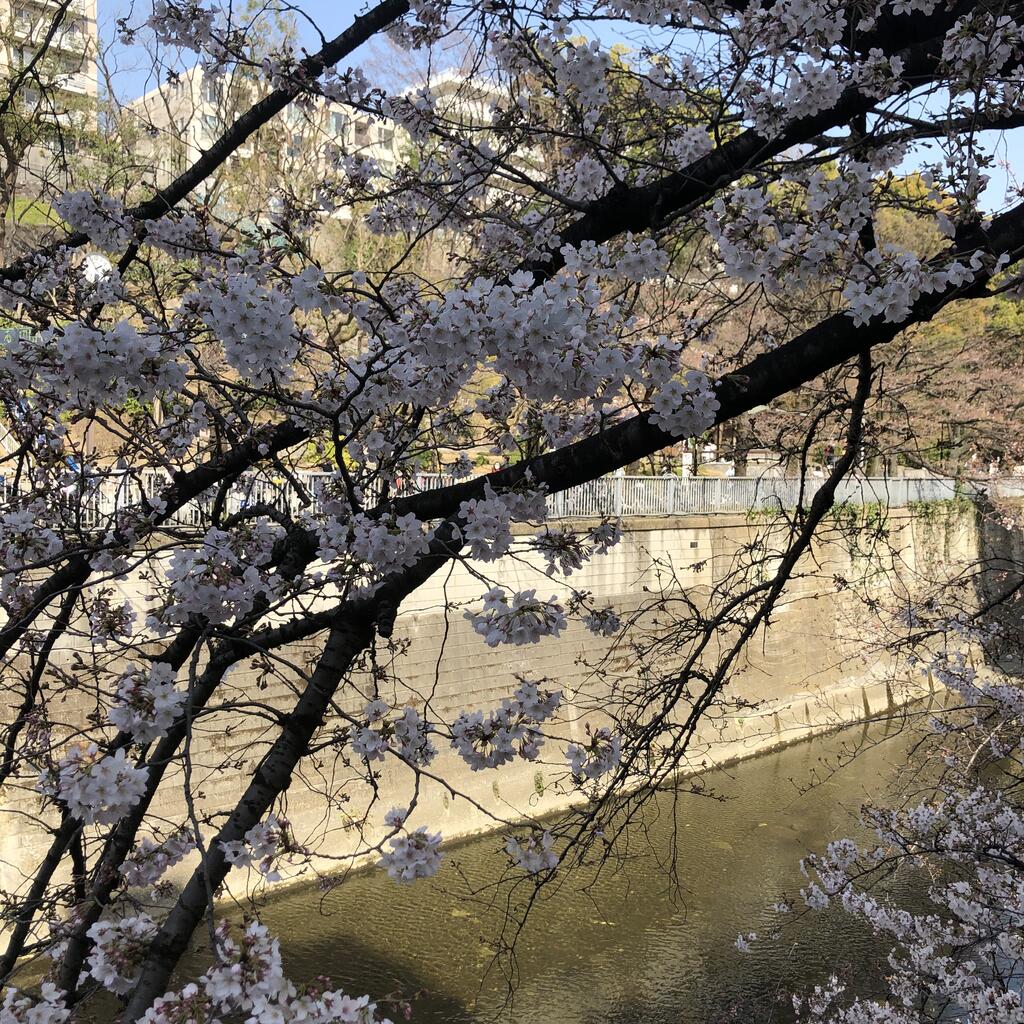江戸川公園自慢の桜は 株式会社サンエイチのひとりごとブログ