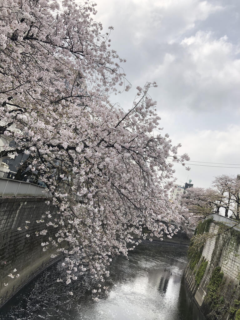 江戸川公園の桜情報 株式会社サンエイチのひとりごとブログ