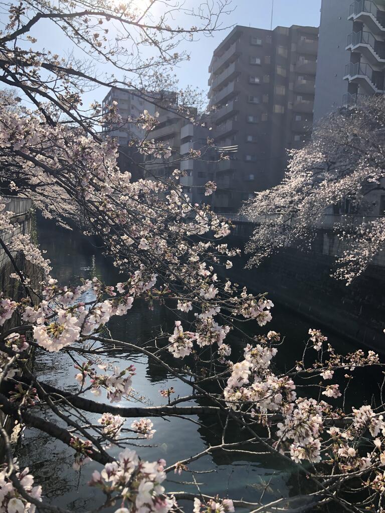 江戸川公園の桜開花状況 株式会社サンエイチのひとりごとブログ