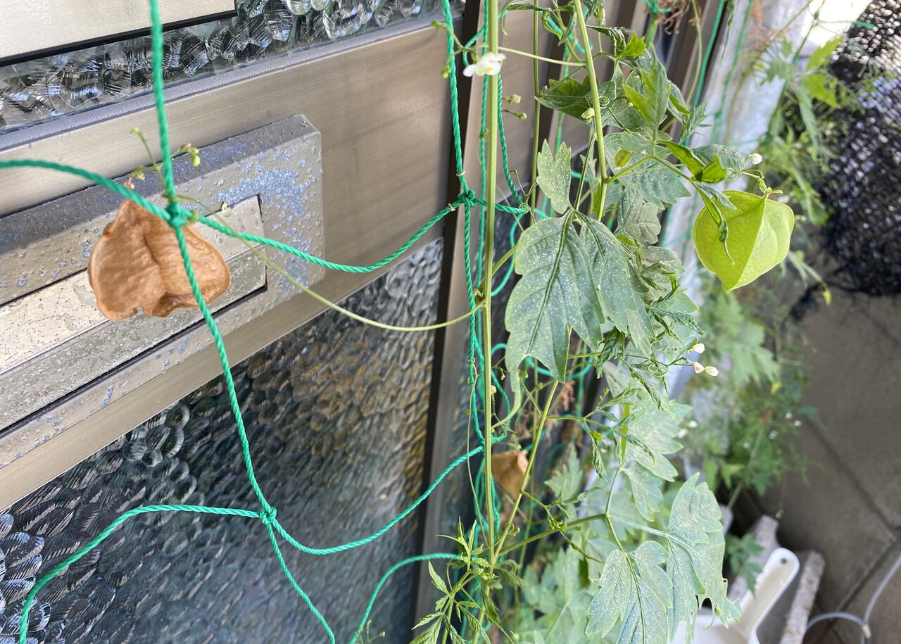鉢植えの花 よくわかりませんが こうなりました サン工芸のつぶやき