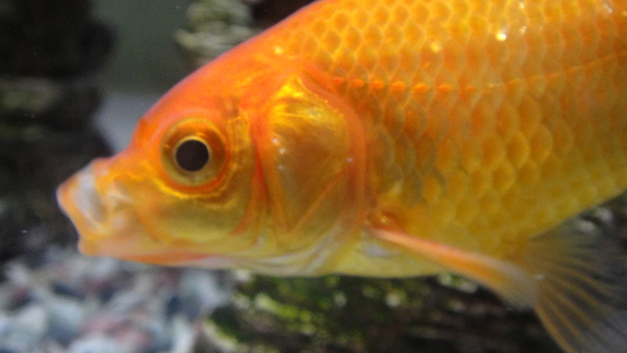 金魚 追い星 Sunny Style