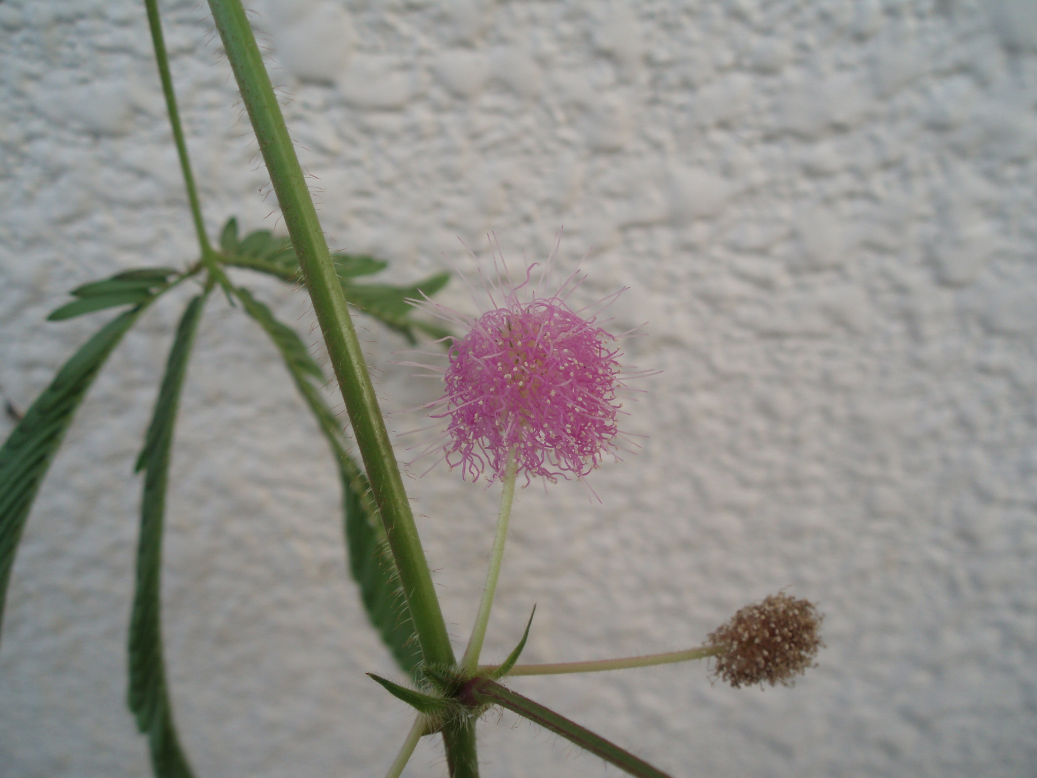 オジギソウの種 Sunny Style