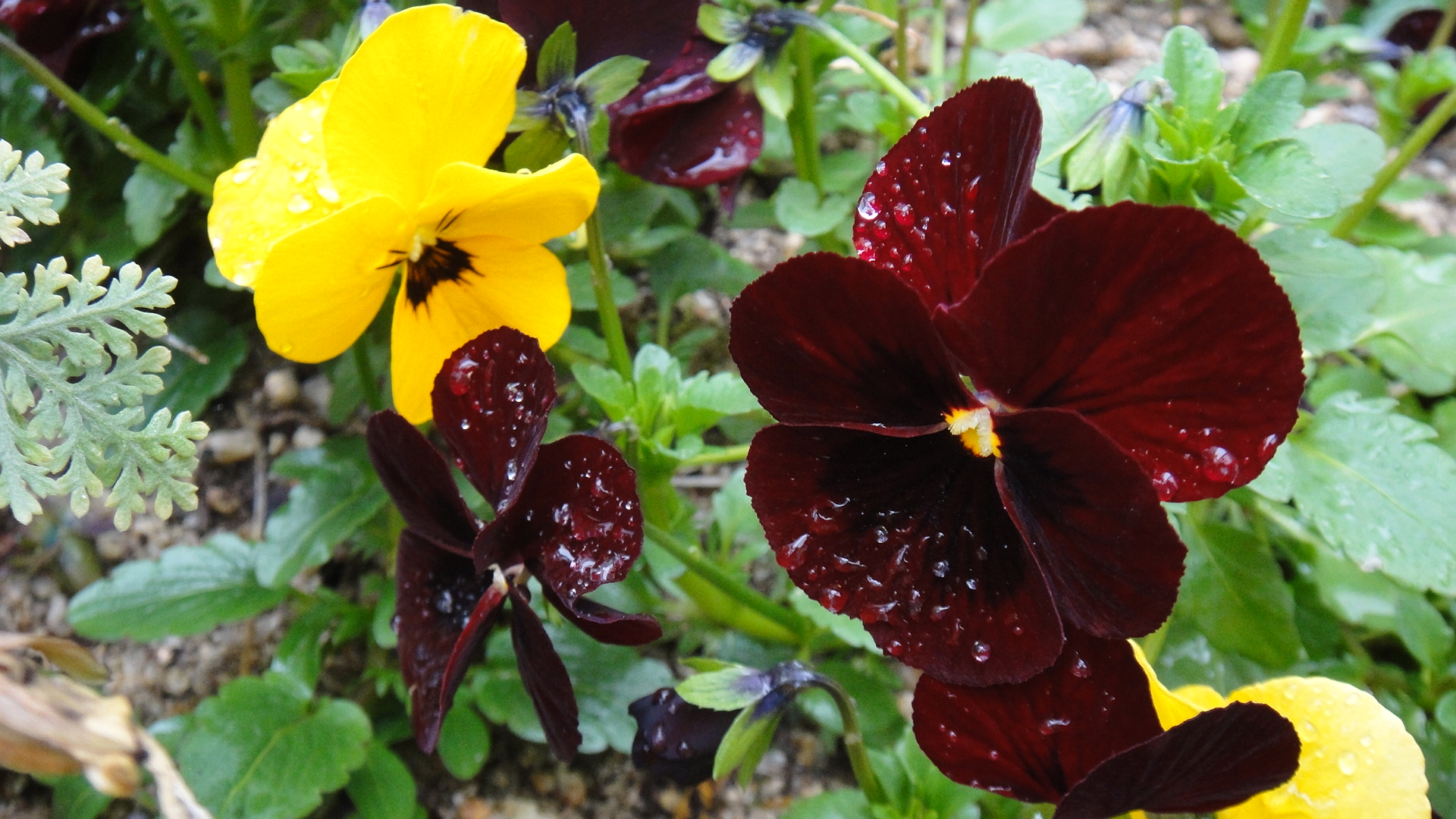 Sunny Style 顕微鏡