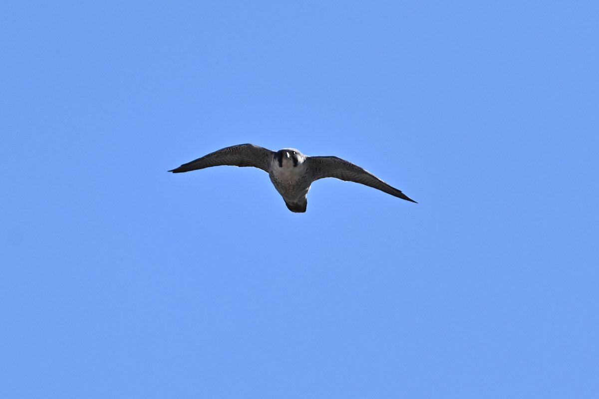 DSC_0129