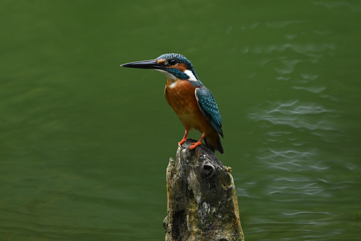 DSC_9635
