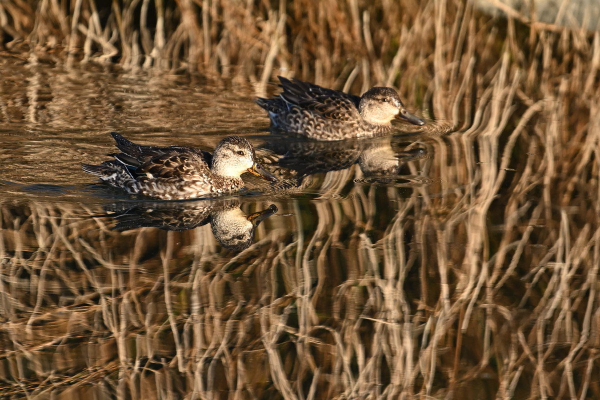 DSC_5696