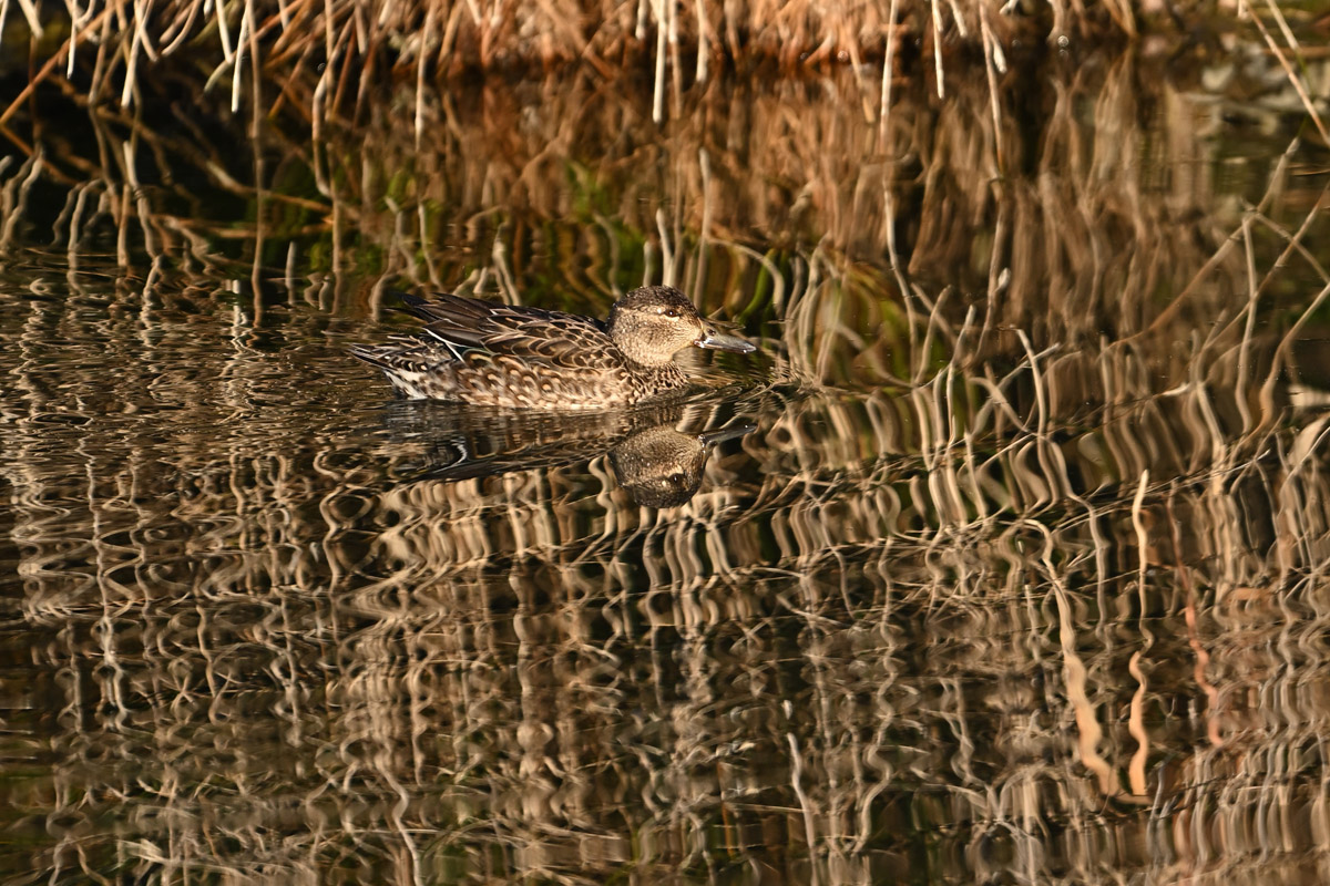 DSC_5688