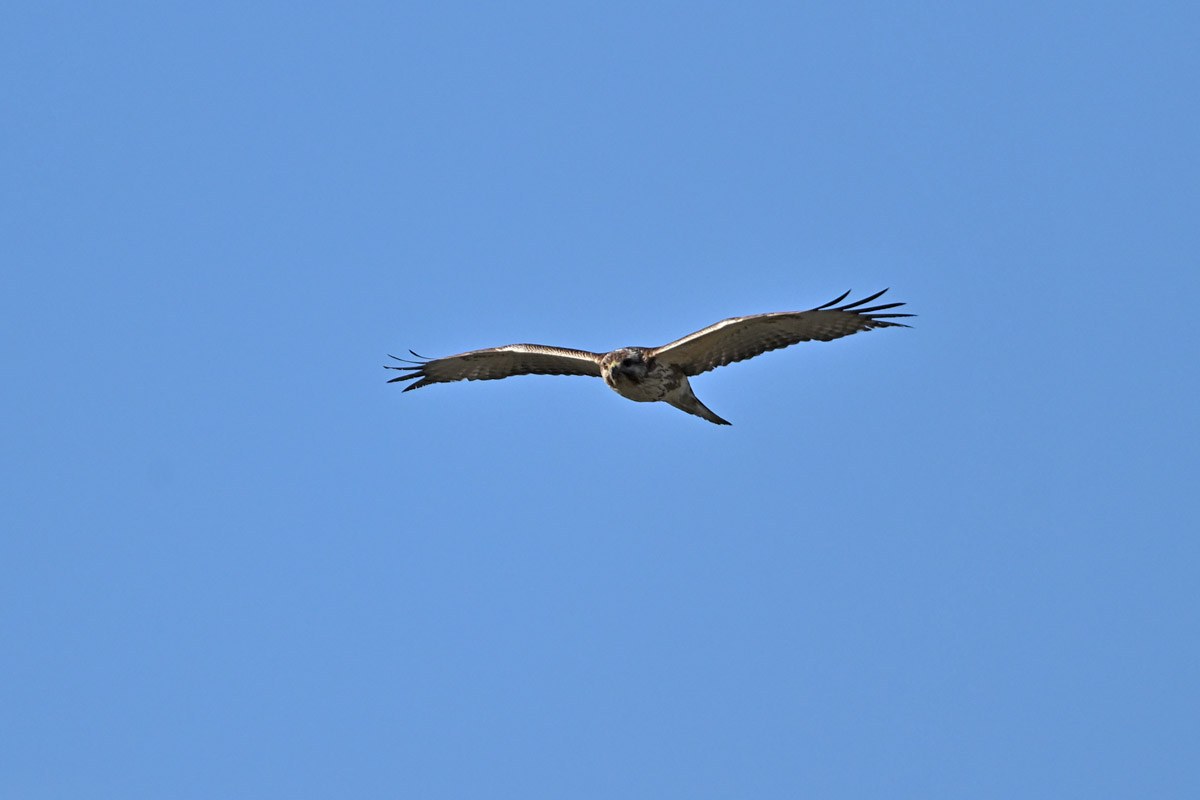 DSC_4454
