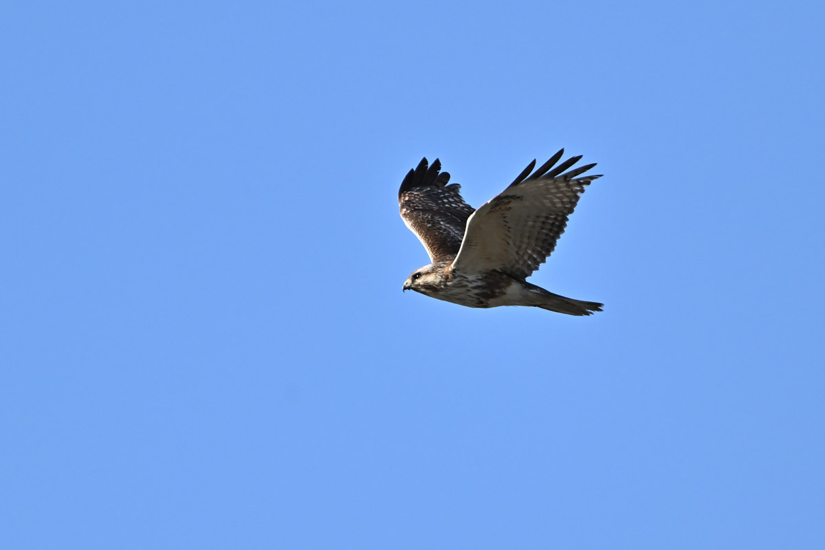 DSC_4481