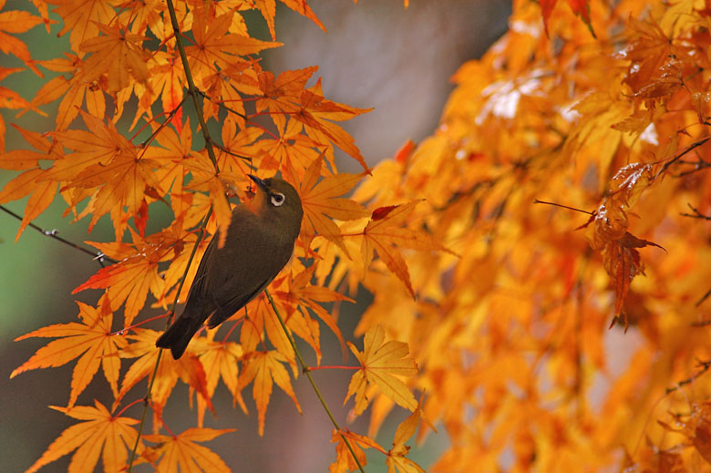 orangemejiro