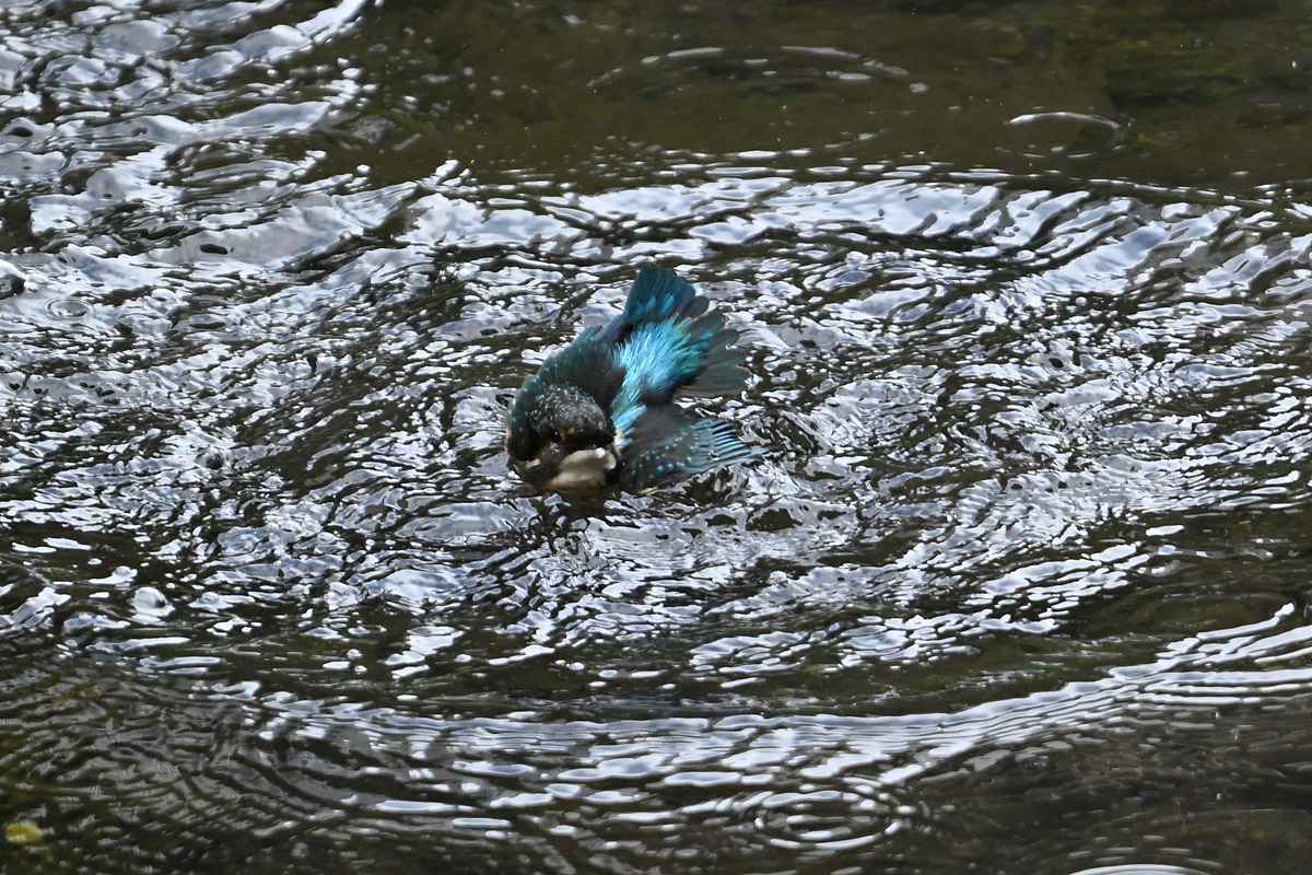 DSC_3309