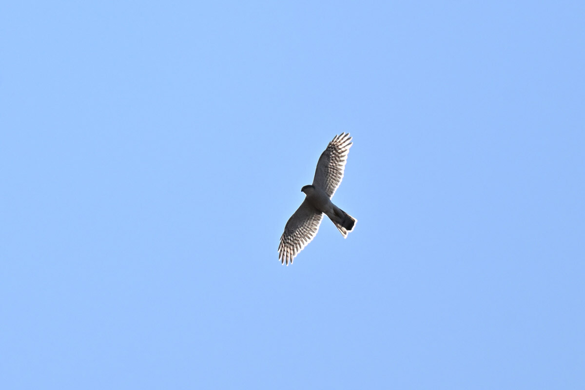 DSC_4103