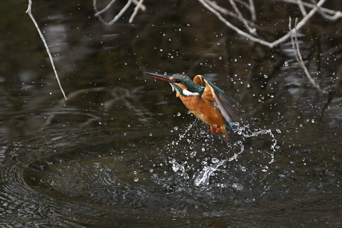 DSC_8935