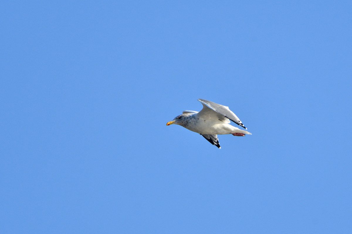 DSC_7957