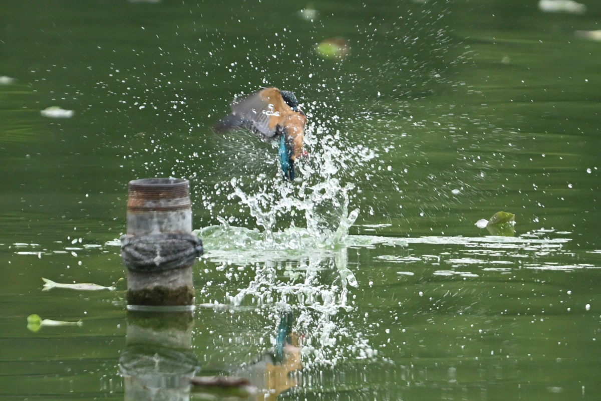 DSC_4867