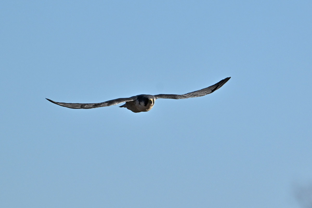 DSC_8058