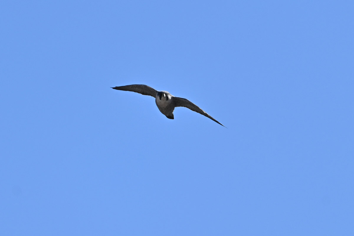 DSC_0077