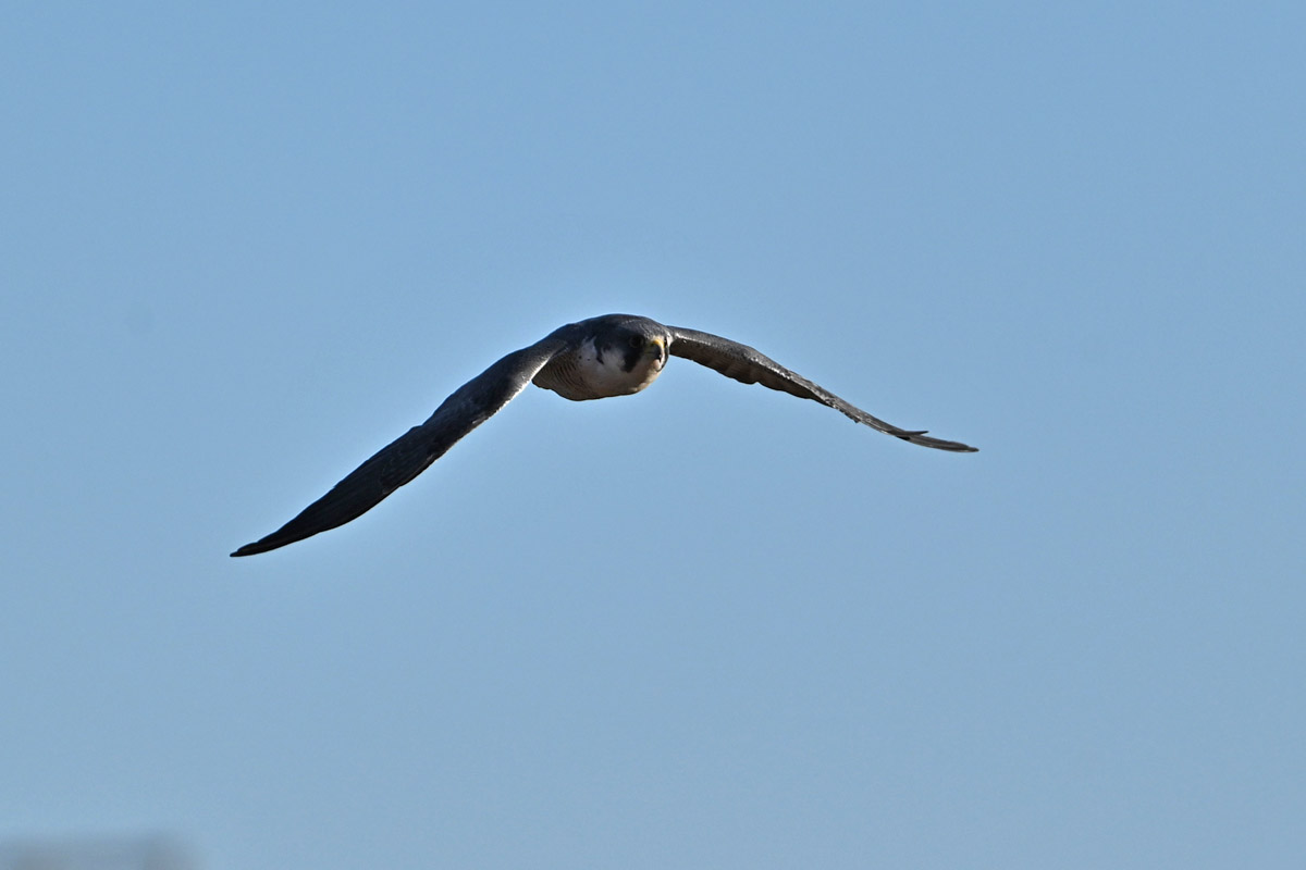 DSC_8076