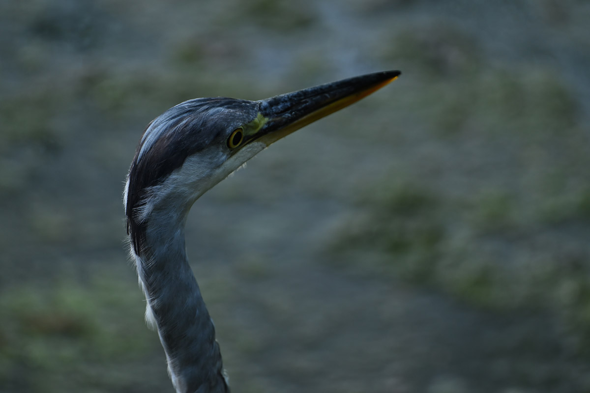 DSC_6874