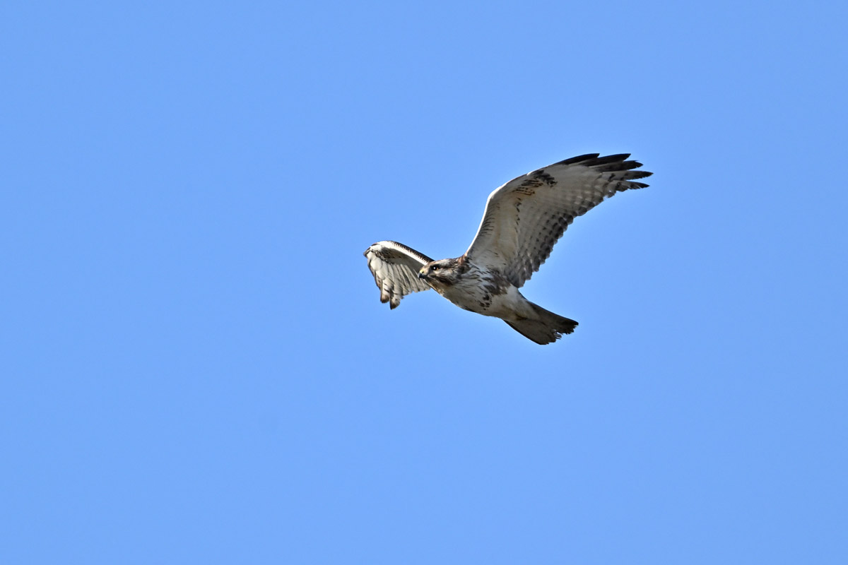 DSC_4463