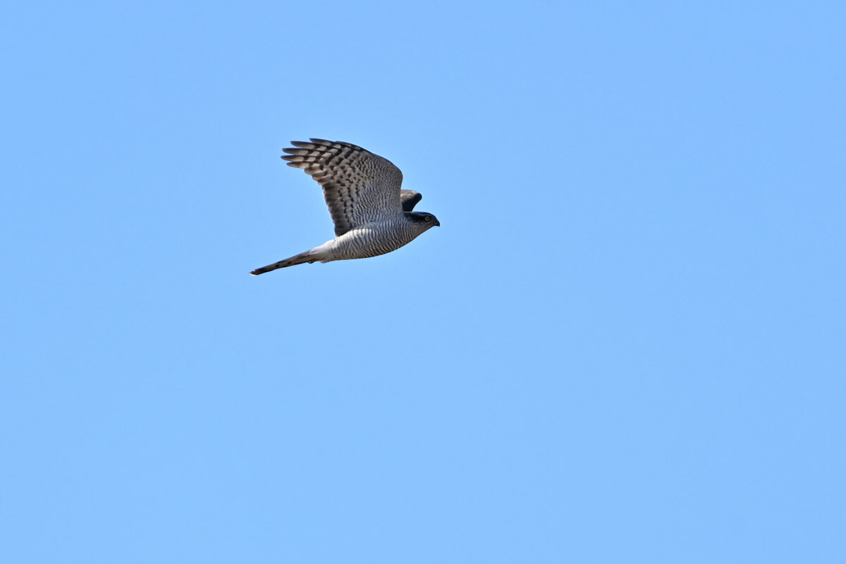 DSC_4379