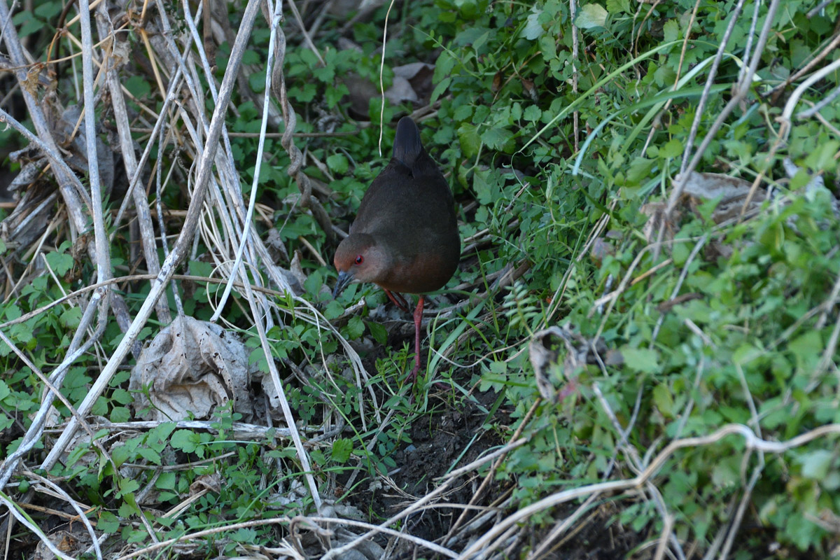 DSC_9033
