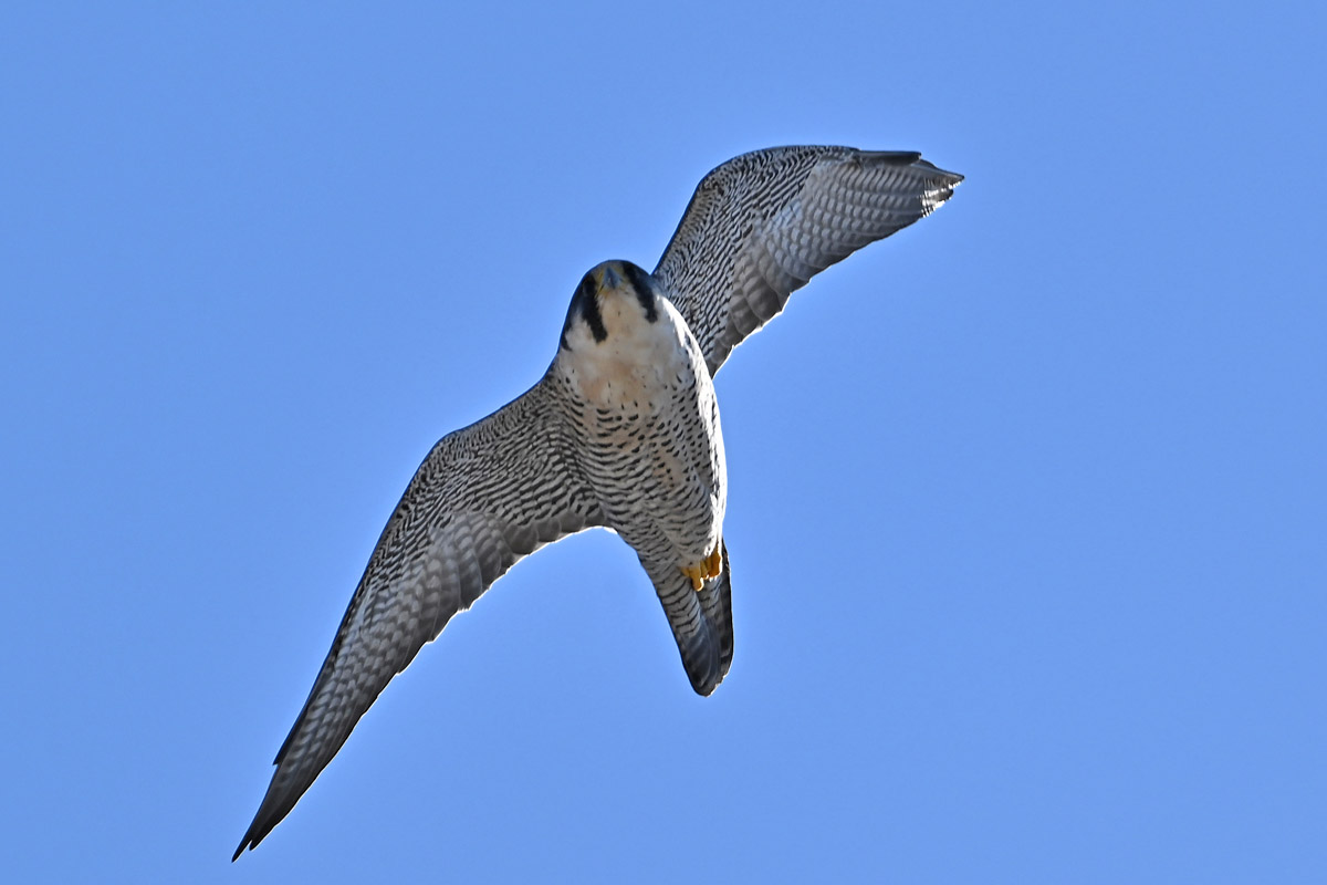 DSC_0233