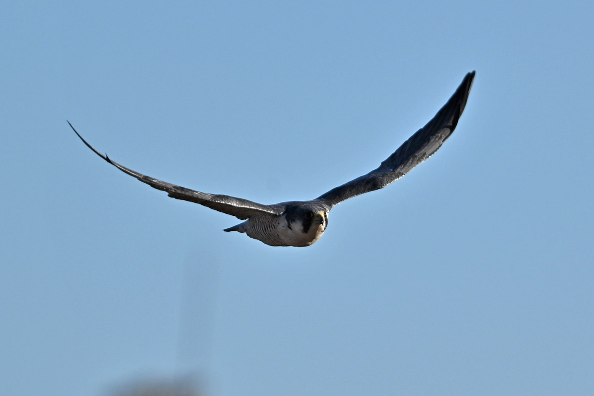 DSC_8086