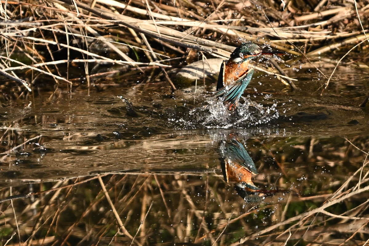 DSC_5755