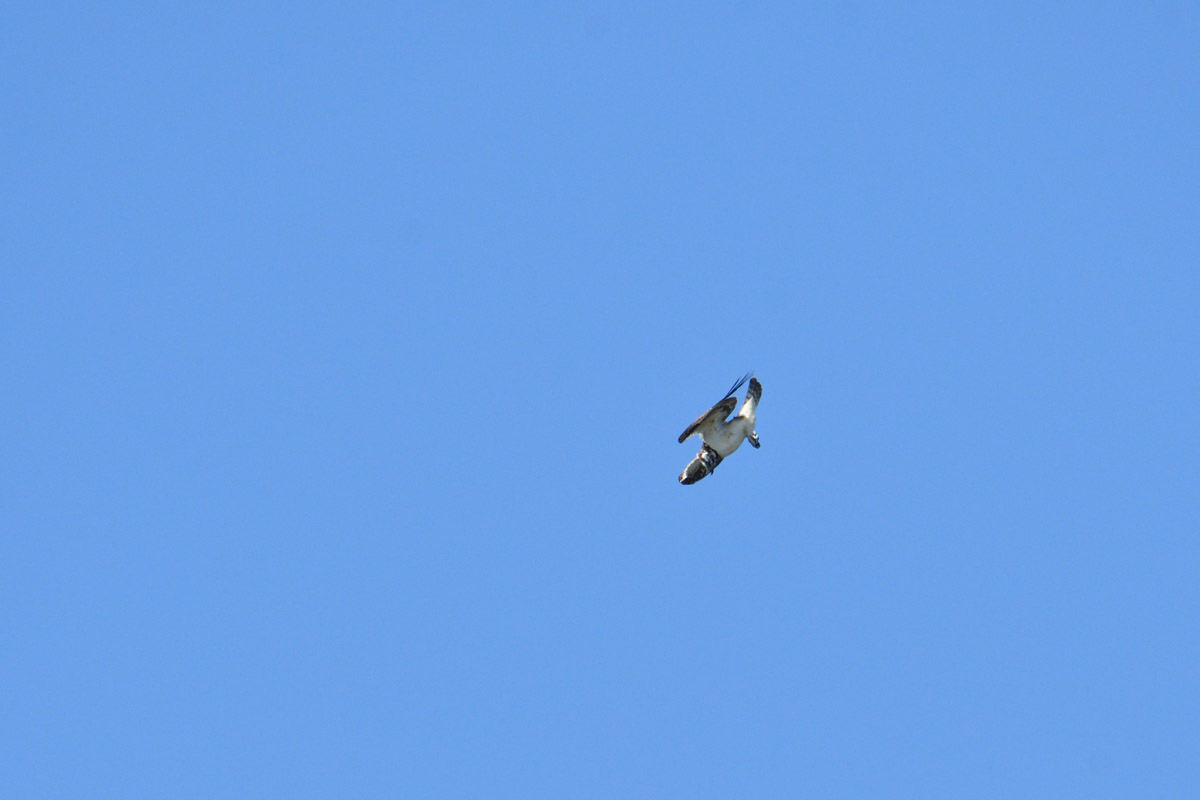 DSC_3403