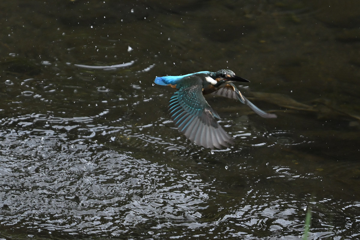 DSC_3016