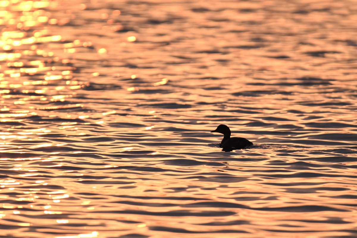 DSC_6672