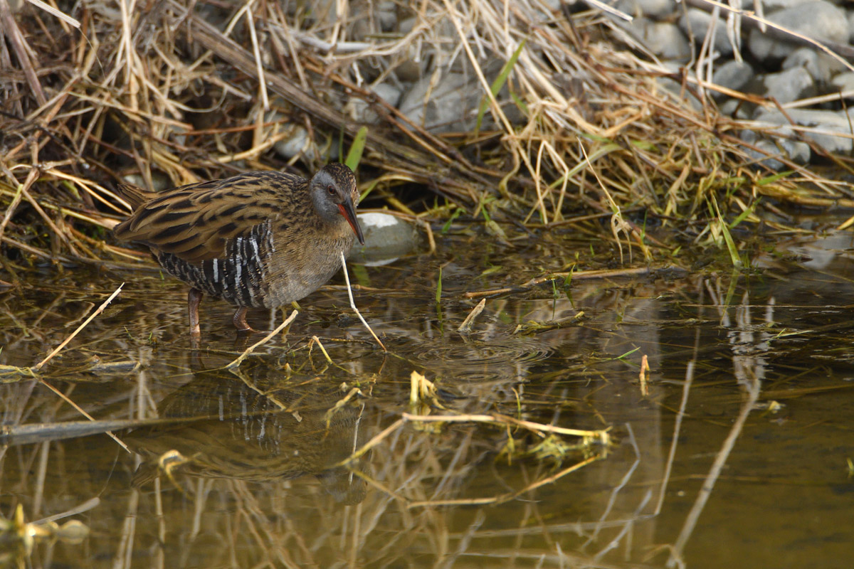 DSC_0030